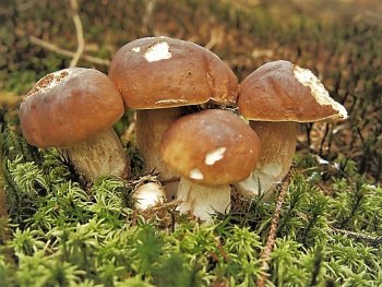 Hodowla leśnych grzybów lub grzybni na swoim ogrodzie