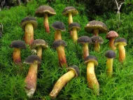 Grzybnia leśnych grzybów
