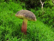 Grzybnia leśnych grzybów