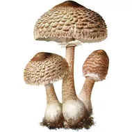 Grzybów – czubajka kania 