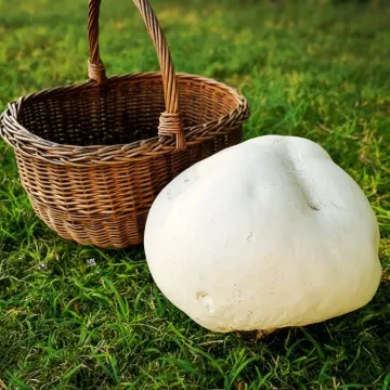 Rozsada grzybów - czasznica olbrzymia (purchawica olbrzymia
