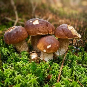 Grzybnia leśnych grzybów